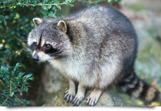 アライグマの画像