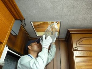害獣駆除専門業者が教える 屋根裏に侵入するイタチの捕獲方法 保存版